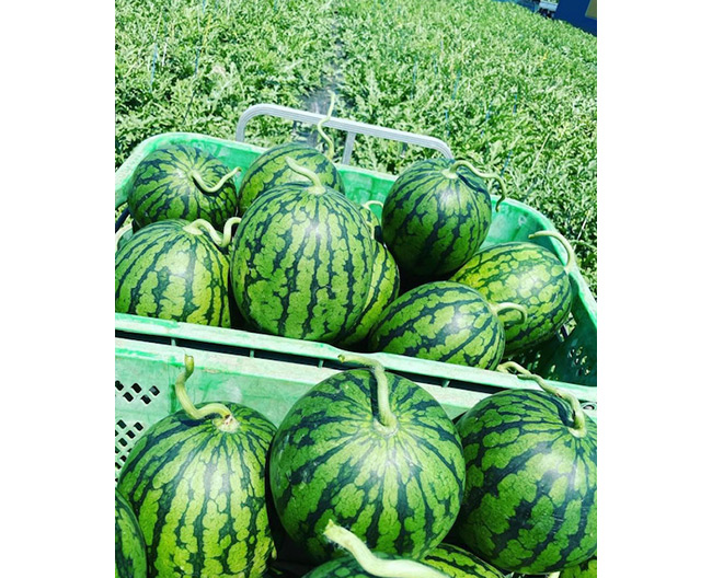 三浦半島の農産物