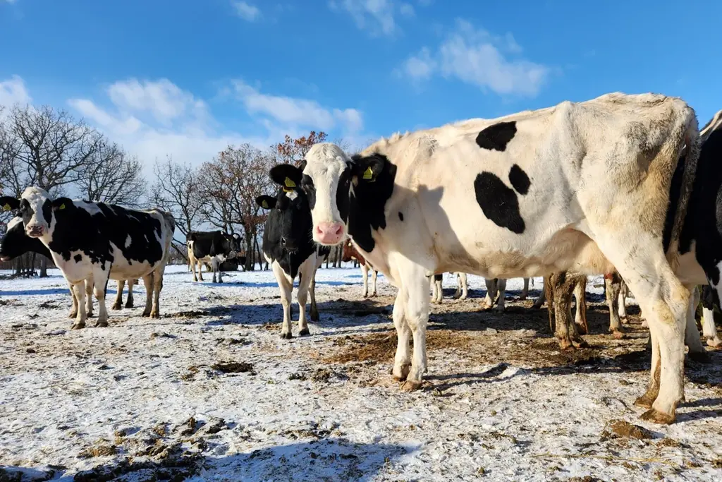 2026年1月8日(木)〜北海道発・冬季限定スイーツ「SNOWS」羽田空港 第1ターミナル「羽田スタースイーツ」に初出店。累計販売2000万枚突破「スノーサンド」など “冬だけの北海道スイーツ”が登場 画像 10