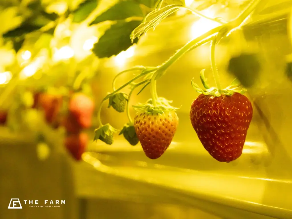 クリスマスツリーは”本物のもみの木”×手づくりオーナメント。農園リゾートTHE FARMの冬季限定宿泊プラン——自然素材に触れる体験で、季節行事を“学びの時間”に 画像 6