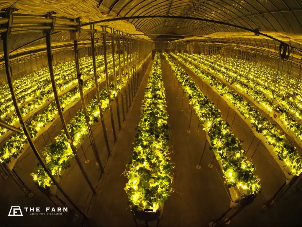 クリスマスツリーは”本物のもみの木”×手づくりオーナメント。農園リゾートTHE FARMの冬季限定宿泊プラン——自然素材に触れる体験で、季節行事を“学びの時間”に 画像 7