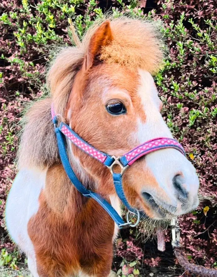 【そごう大宮店】初売りは1月2日！福袋＆新春イベントが満載 画像 4