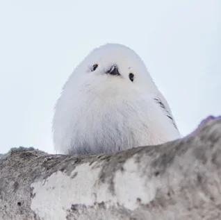 【1月限定!】ドレモルタオにて、シマエナガをモチーフにしたパルフェや新年の幕開けを飾る新メニューが登場! 画像 3