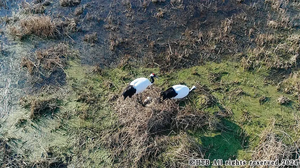 HTBが製作し全国で上映されたドキュメンタリー映画「奇跡の子 夢野に舞う」を2026年1月1日(木)に地上波初放送！ 画像 3