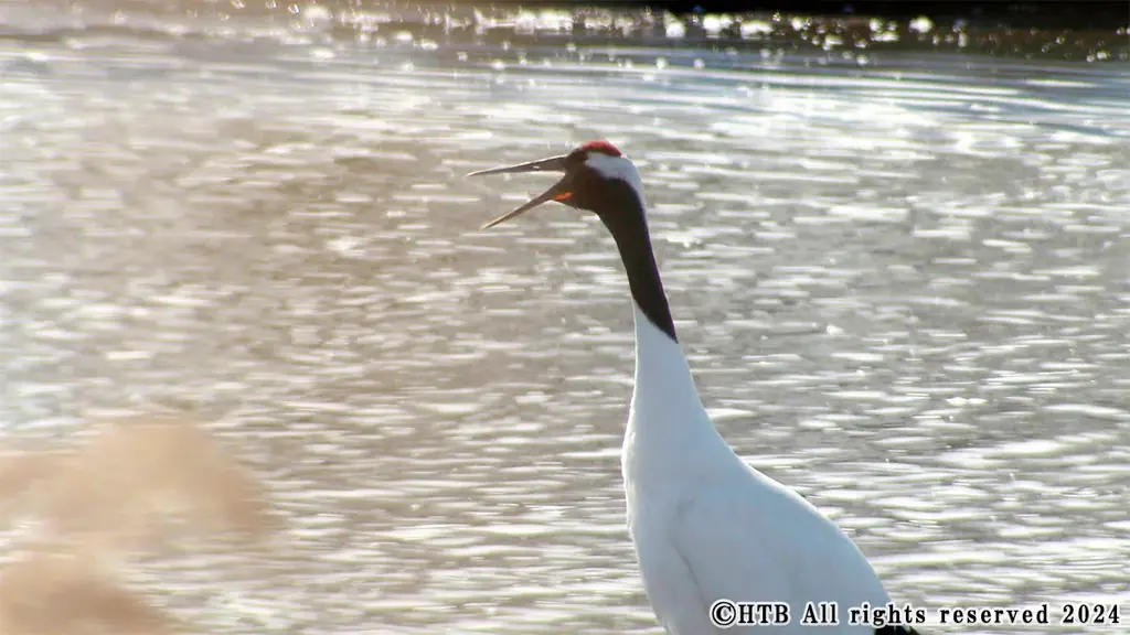 HTBが製作し全国で上映されたドキュメンタリー映画「奇跡の子 夢野に舞う」を2026年1月1日(木)に地上波初放送！ 画像 4