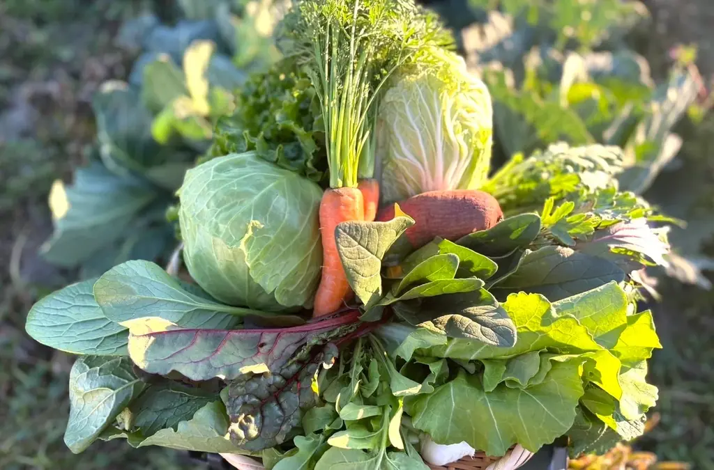 『映画 すみっコぐらし 空の王国とふたりのコ』コラボ商品　冬やさいセットとお米の販売、受注開始！ 画像 2