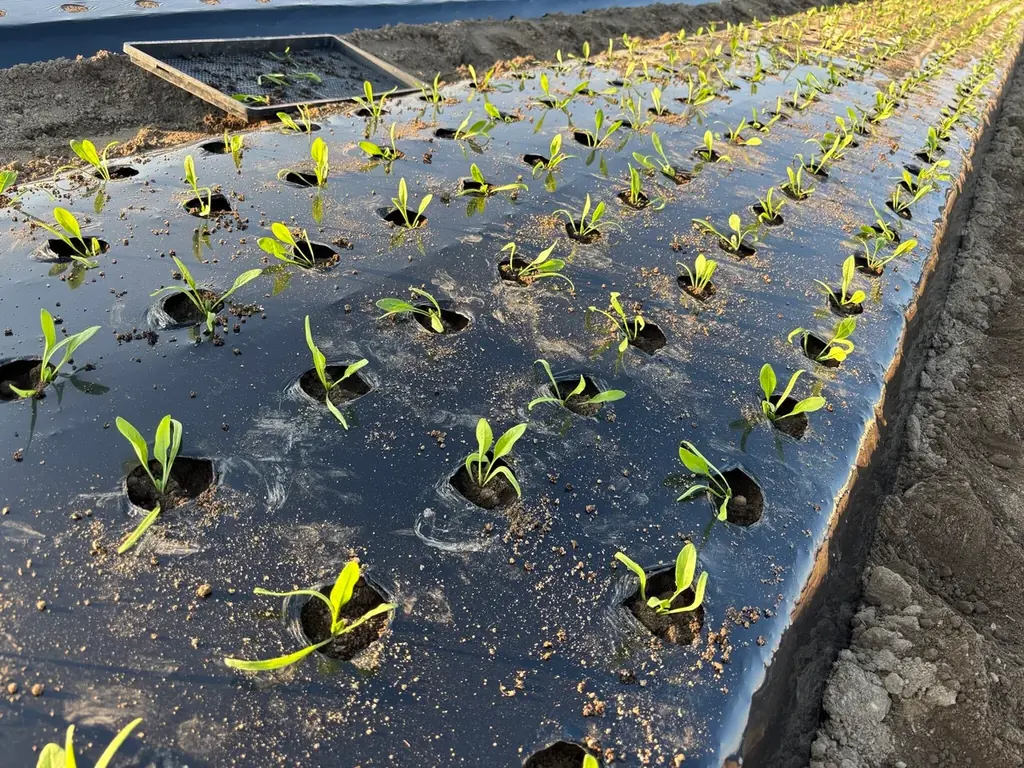 『映画 すみっコぐらし 空の王国とふたりのコ』コラボ商品　冬やさいセットとお米の販売、受注開始！ 画像 3