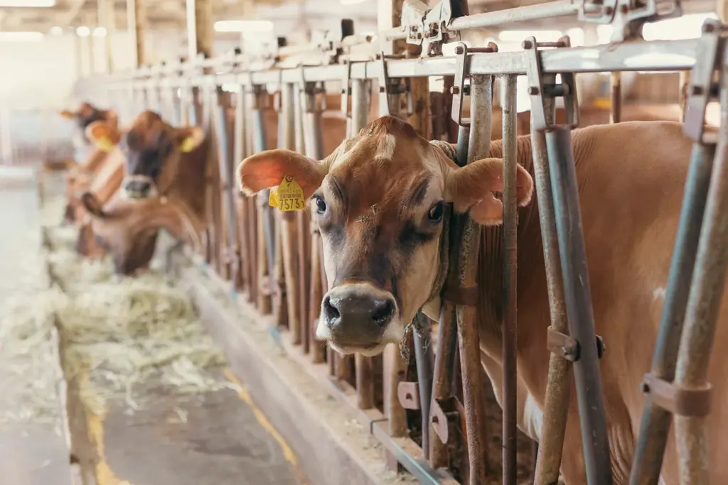 【岐阜県飛騨市】 飛騨唯一の乳業メーカーの挑戦！飛騨の牛乳の価値を守り、未来へつなぐ使命を果たしたい「HIDAミルクプロジェクト」 画像 3