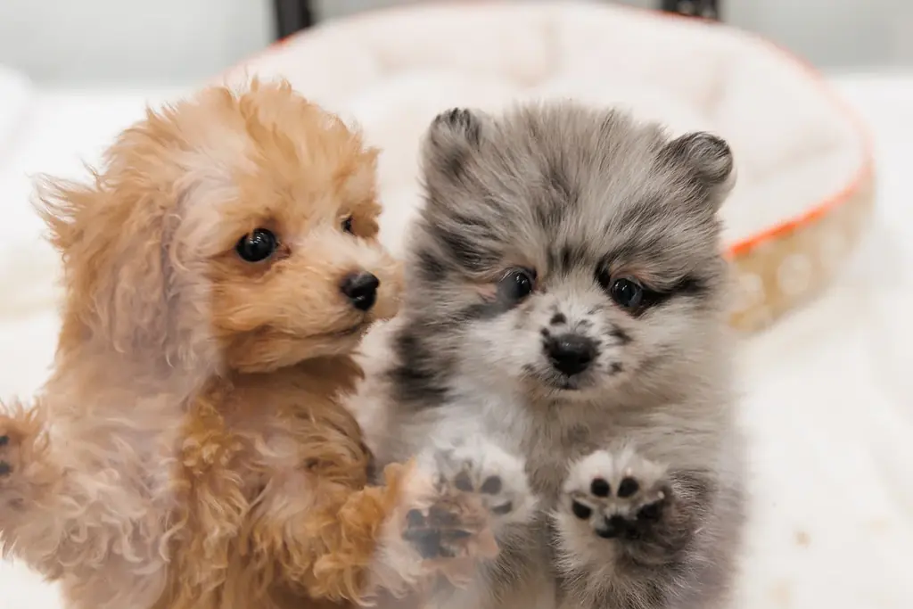 P’s-first上尾店オープンのお知らせ 画像 2