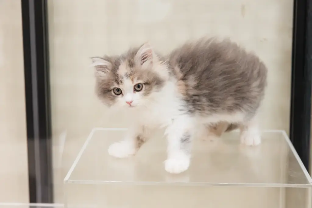 P’s-first上尾店オープンのお知らせ 画像 3