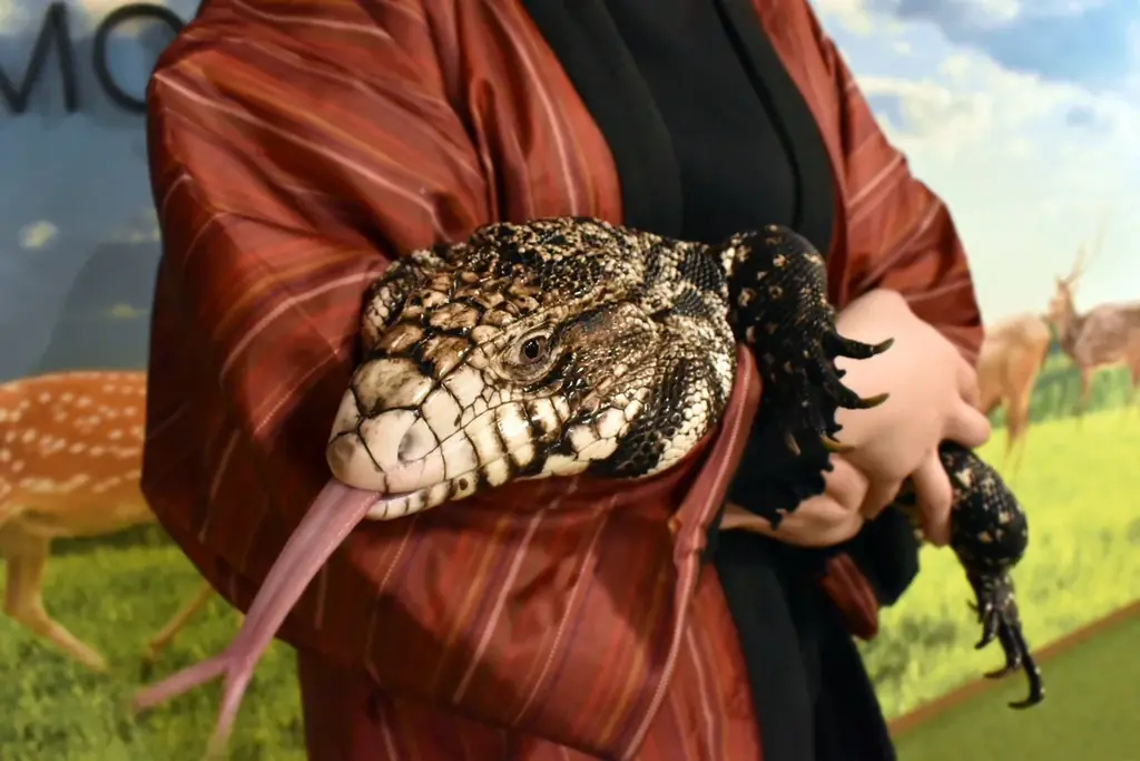 【奈良いきものミュージアム】まるで温泉旅館、でも主役は爬虫類。“湯けむり可愛い”冬の企画展「はちゅうの湯」開催 画像 15