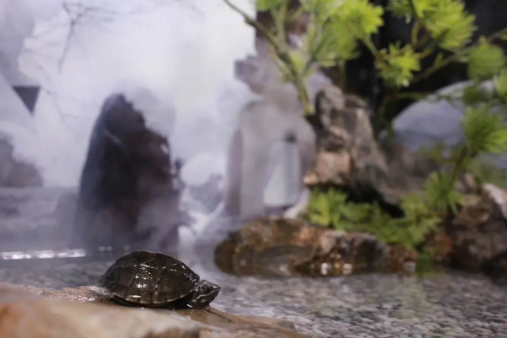 【奈良いきものミュージアム】まるで温泉旅館、でも主役は爬虫類。“湯けむり可愛い”冬の企画展「はちゅうの湯」開催 画像 7