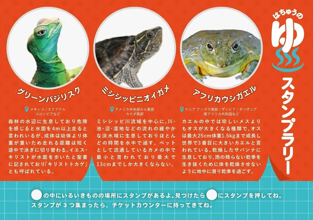 【奈良いきものミュージアム】まるで温泉旅館、でも主役は爬虫類。“湯けむり可愛い”冬の企画展「はちゅうの湯」開催 画像 9