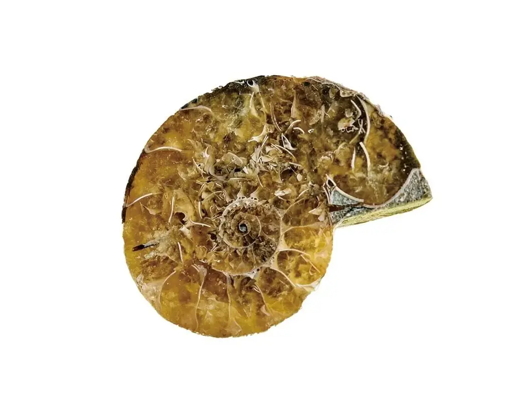 【恐竜好き必見！】恐竜博士・真鍋真先生の「恐竜学動画」を無料公開！　恐竜の化石～骨格の解説まで！『学研の科学　恐竜化石発掘キット』発売記念 画像 7