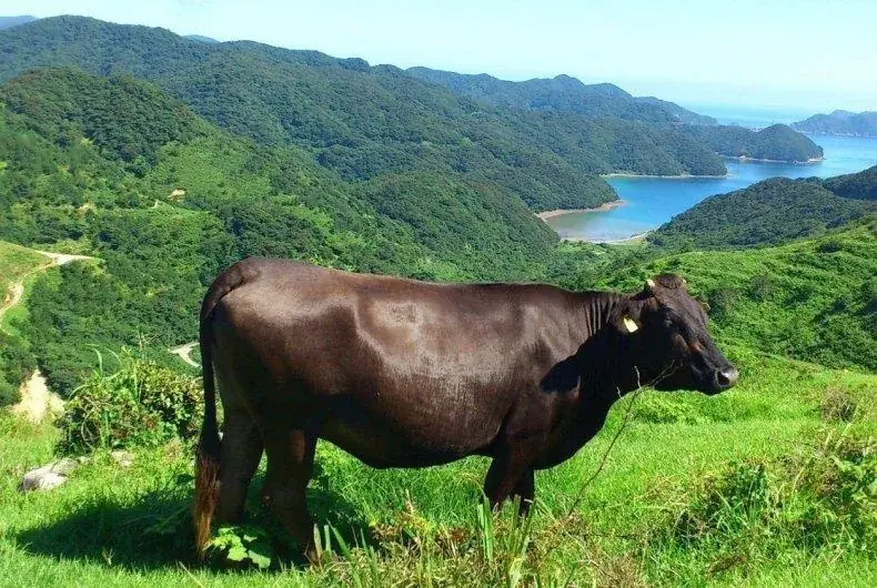 この旨さ、国宝級。和牛日本一に輝いた「鹿児島牛フェア」開催！ 画像 4