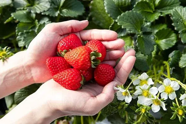 【ホテルメトロポリタンさいたま新都心】埼玉県オリジナルいちご品種「あまりん」使用デザート 2ヵ月限定で登場 画像 4