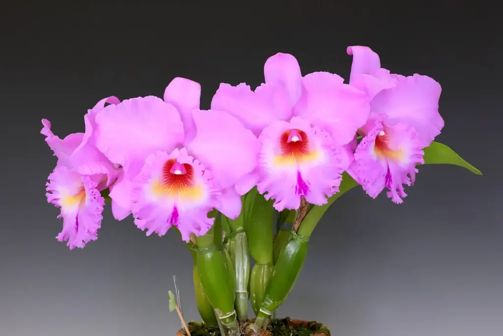 サンシャインシティ世界のらん展2026～蘭 彩りと香りの世界へようこそ～＊2026年1月8日（木）～1月12日（月・祝）＊ 画像 11