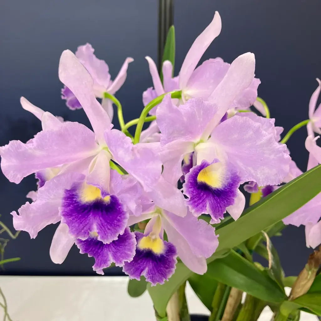 サンシャインシティ世界のらん展2026～蘭 彩りと香りの世界へようこそ～＊2026年1月8日（木）～1月12日（月・祝）＊ 画像 12