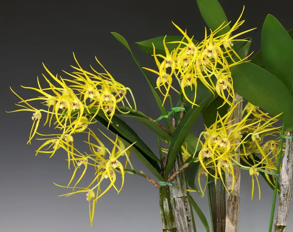 サンシャインシティ世界のらん展2026～蘭 彩りと香りの世界へようこそ～＊2026年1月8日（木）～1月12日（月・祝）＊ 画像 3