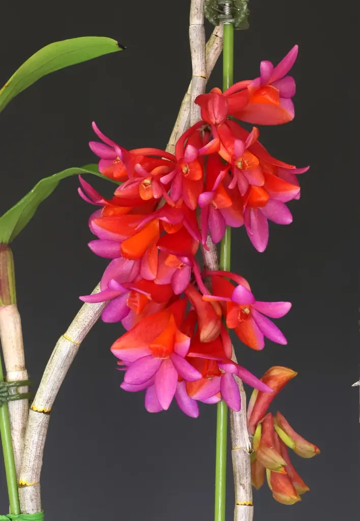 サンシャインシティ世界のらん展2026～蘭 彩りと香りの世界へようこそ～＊2026年1月8日（木）～1月12日（月・祝）＊ 画像 4