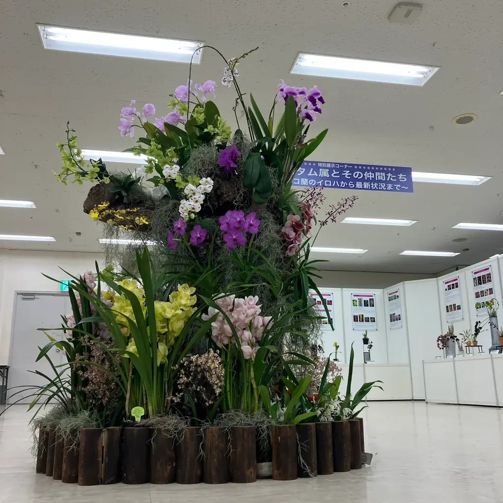 サンシャインシティ世界のらん展2026～蘭 彩りと香りの世界へようこそ～＊2026年1月8日（木）～1月12日（月・祝）＊ 画像 6