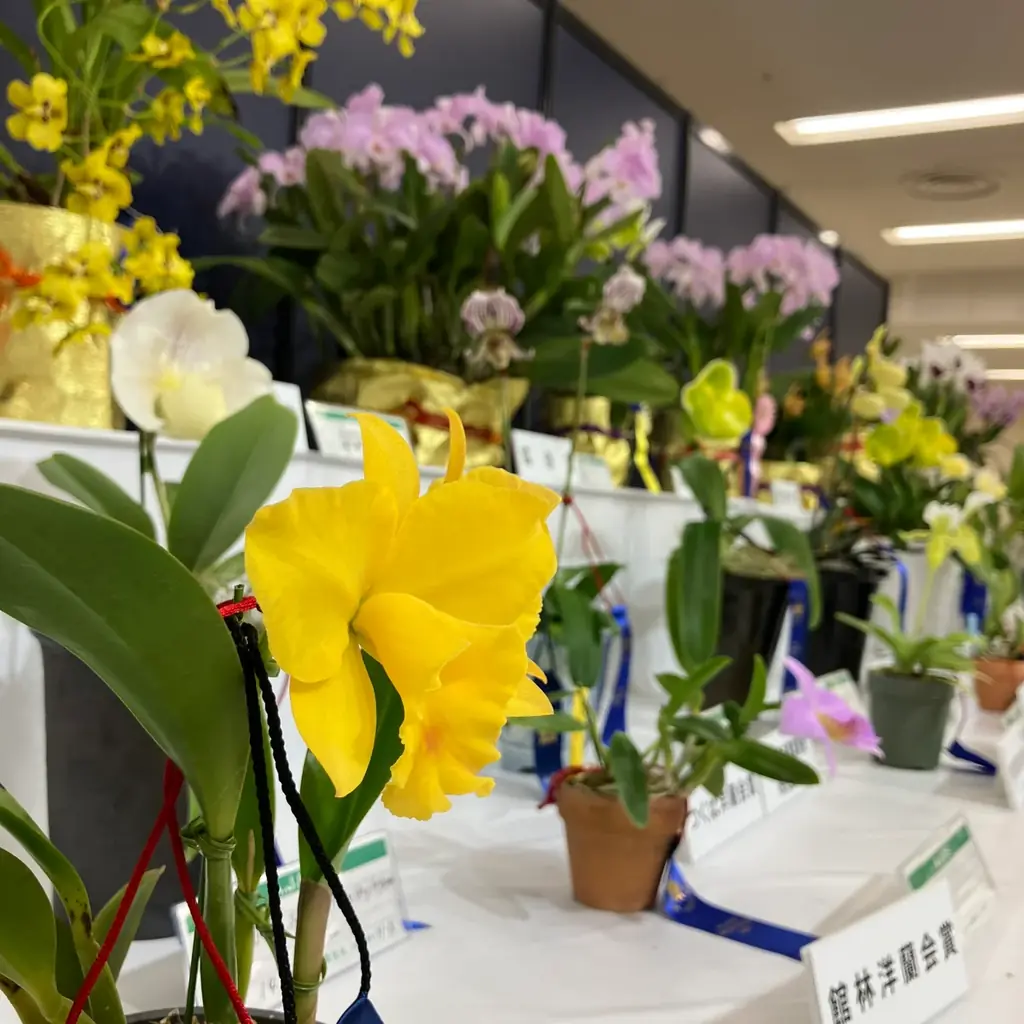 サンシャインシティ世界のらん展2026～蘭 彩りと香りの世界へようこそ～＊2026年1月8日（木）～1月12日（月・祝）＊ 画像 7