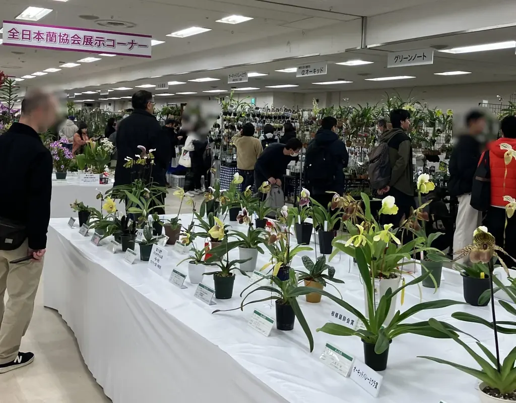 サンシャインシティ世界のらん展2026～蘭 彩りと香りの世界へようこそ～＊2026年1月8日（木）～1月12日（月・祝）＊ 画像 8