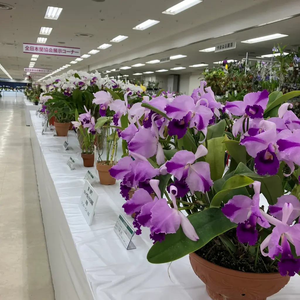 サンシャインシティ世界のらん展2026～蘭 彩りと香りの世界へようこそ～＊2026年1月8日（木）～1月12日（月・祝）＊ 画像 9