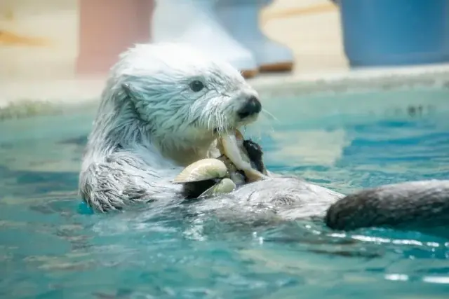 鳥羽に新名所誕生！｜鳥羽水族館のコンセプトルーム　　　　　　「ラッコブルー」と「ラッコグリーン」が旅館「扇芳閣」にオープン 画像 3