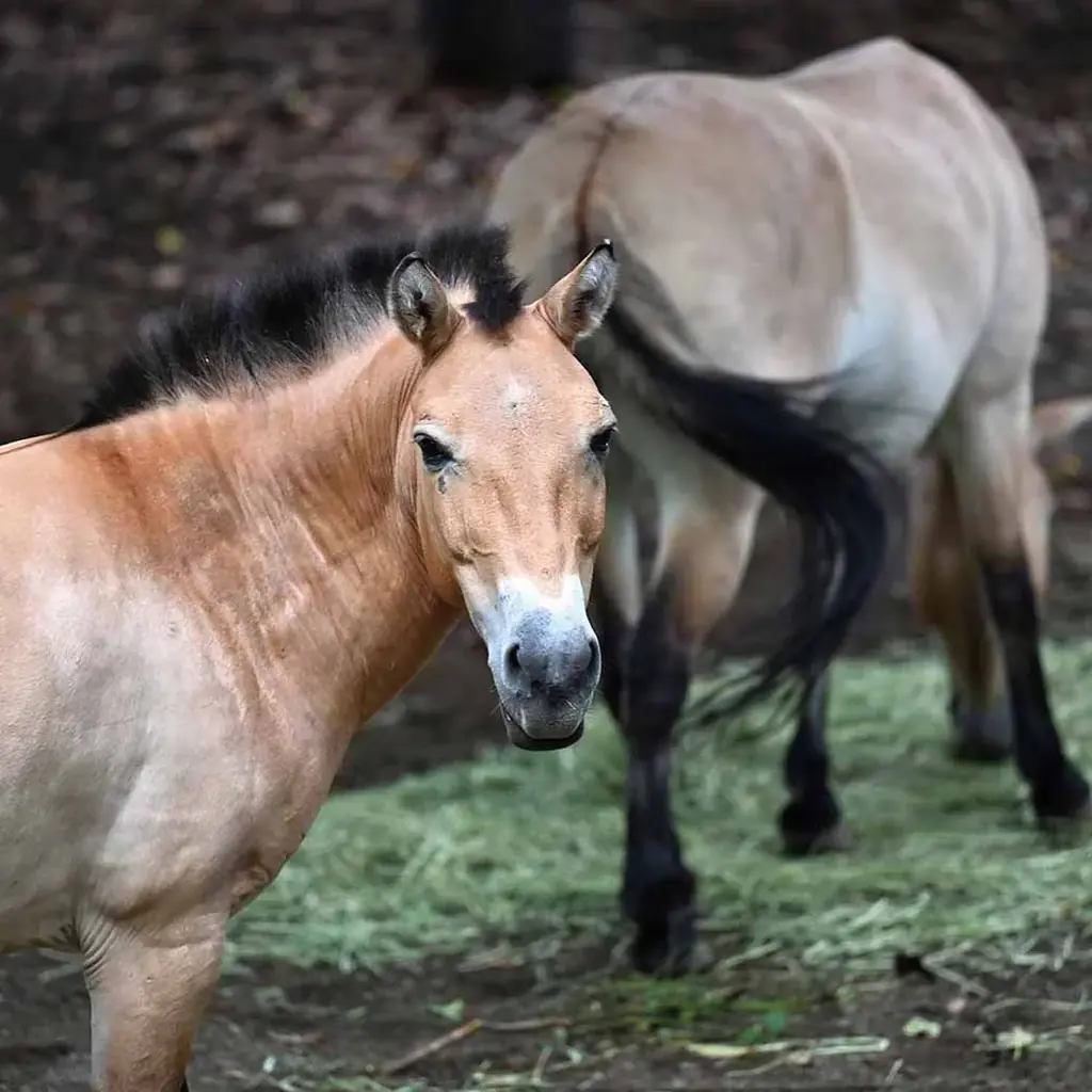2026年 そごう横浜店 福袋情報 画像 4