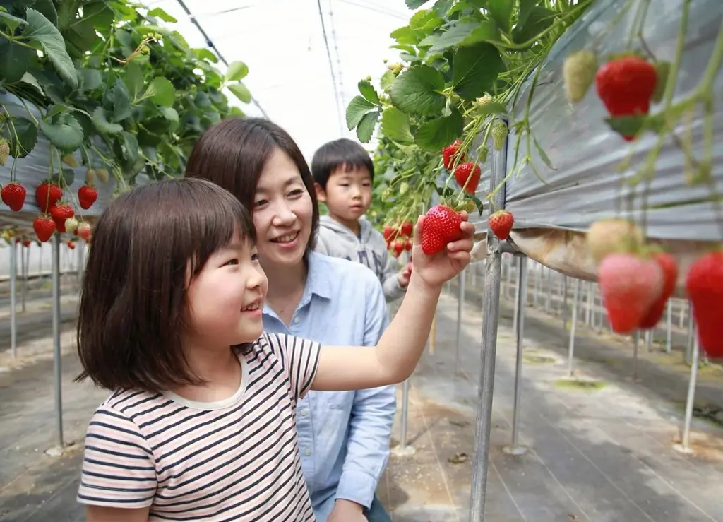 徳島・鳴門【いちご狩りシャトル♪初登場】1と5が付く日曜日に、送迎バスを運行します 画像 11