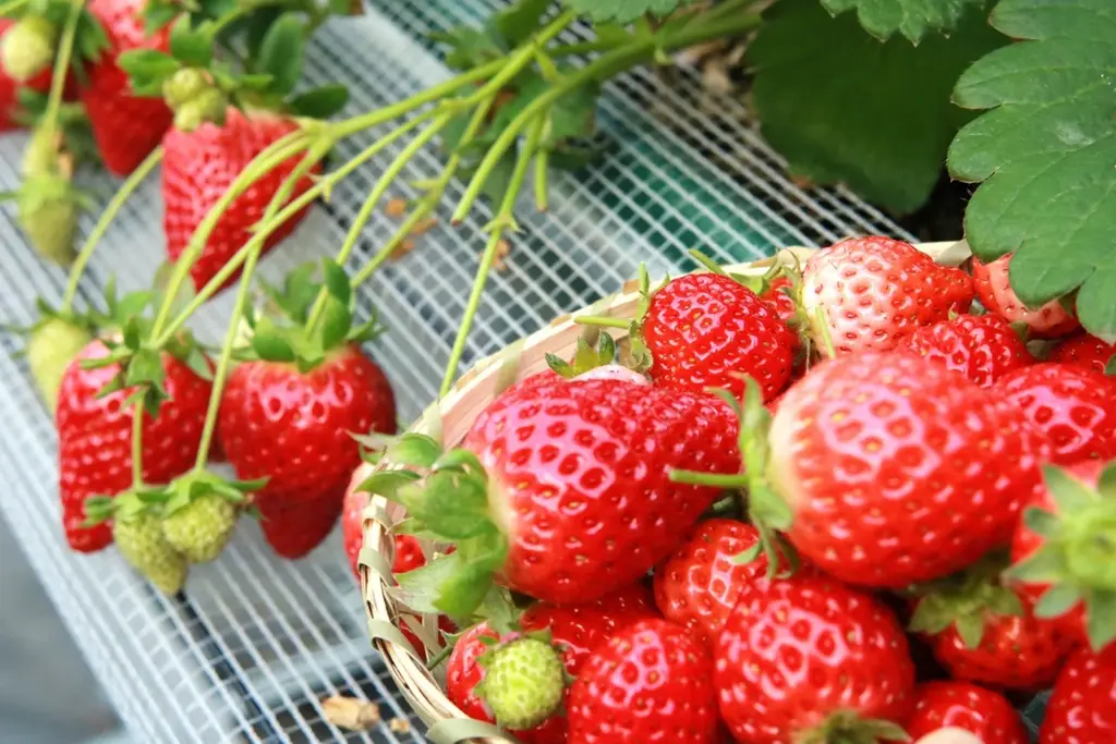 徳島・鳴門【いちご狩りシャトル♪初登場】1と5が付く日曜日に、送迎バスを運行します 画像 2