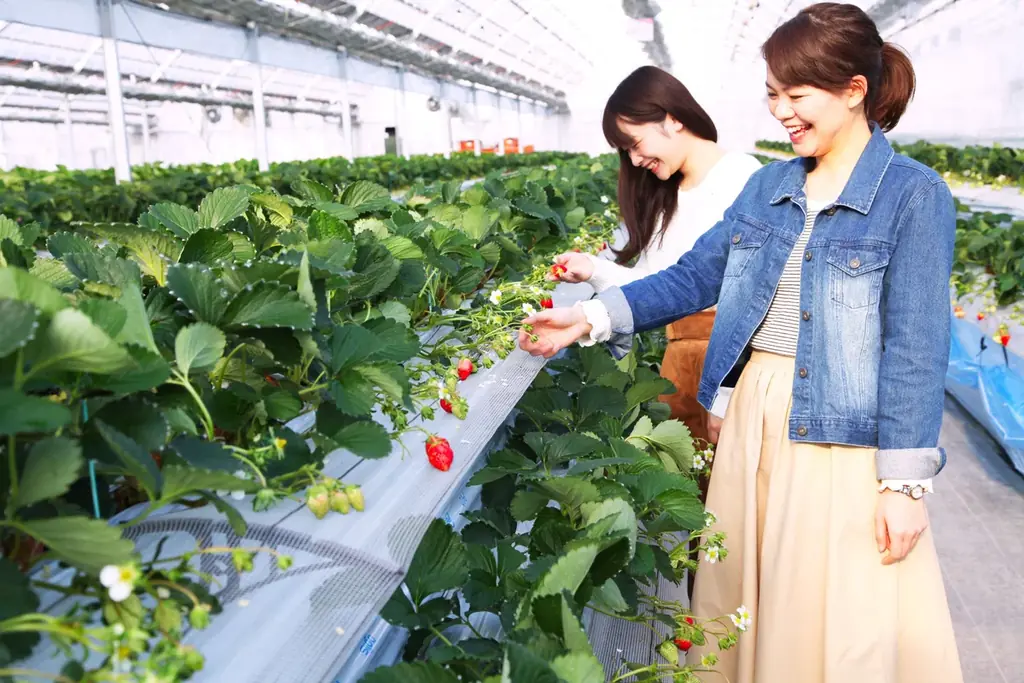 徳島・鳴門【いちご狩りシャトル♪初登場】1と5が付く日曜日に、送迎バスを運行します 画像 3