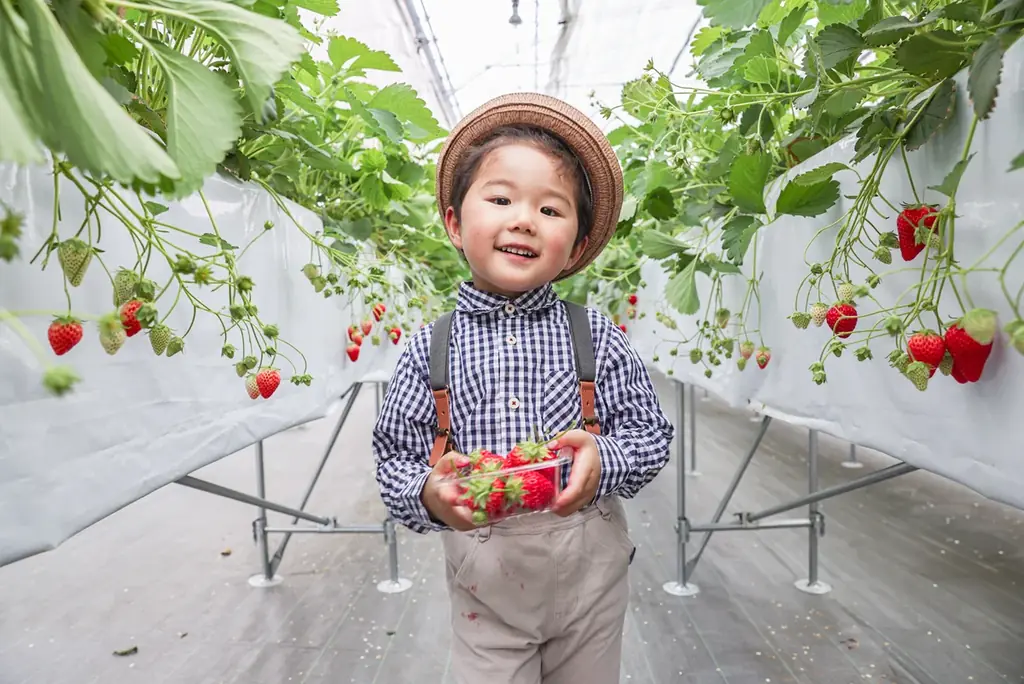 徳島・鳴門【いちご狩りシャトル♪初登場】1と5が付く日曜日に、送迎バスを運行します 画像 4