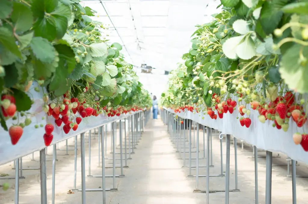 最大22品種のいちごを味わえるいちご狩りのシーズン到来！アクアイグニスまるごと完熟いちごフェア 画像 2