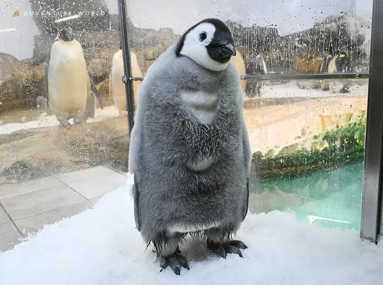 1月8日開催 エンペラーペンギン赤ちゃん100日記念イベント