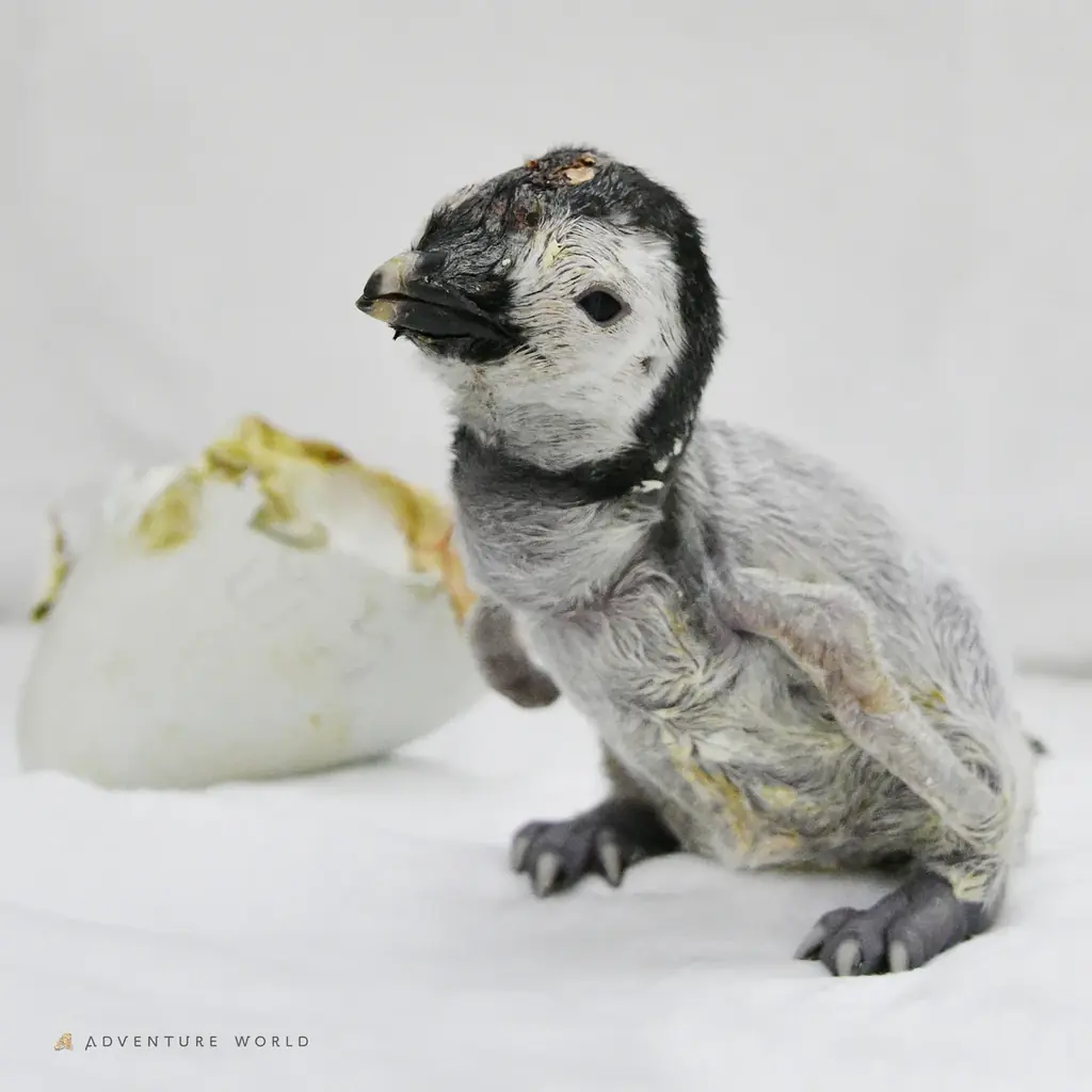 エンペラーペンギンの赤ちゃん誕生から１００日「さわって、しって、みまもる」特別イベントを開催はじめての運動場でのお散歩も！ 画像 2