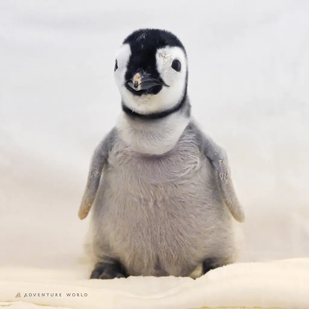 エンペラーペンギンの赤ちゃん誕生から１００日「さわって、しって、みまもる」特別イベントを開催はじめての運動場でのお散歩も！ 画像 3