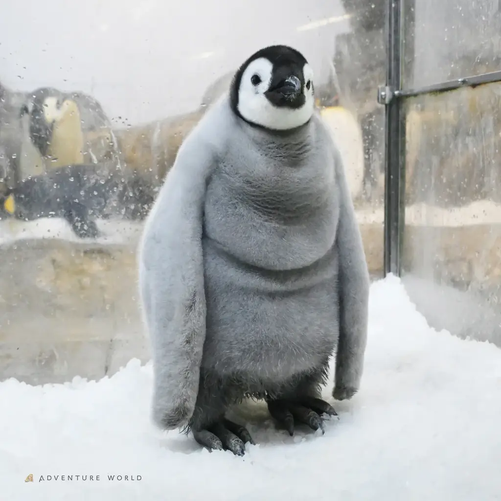 エンペラーペンギンの赤ちゃん誕生から１００日「さわって、しって、みまもる」特別イベントを開催はじめての運動場でのお散歩も！ 画像 5