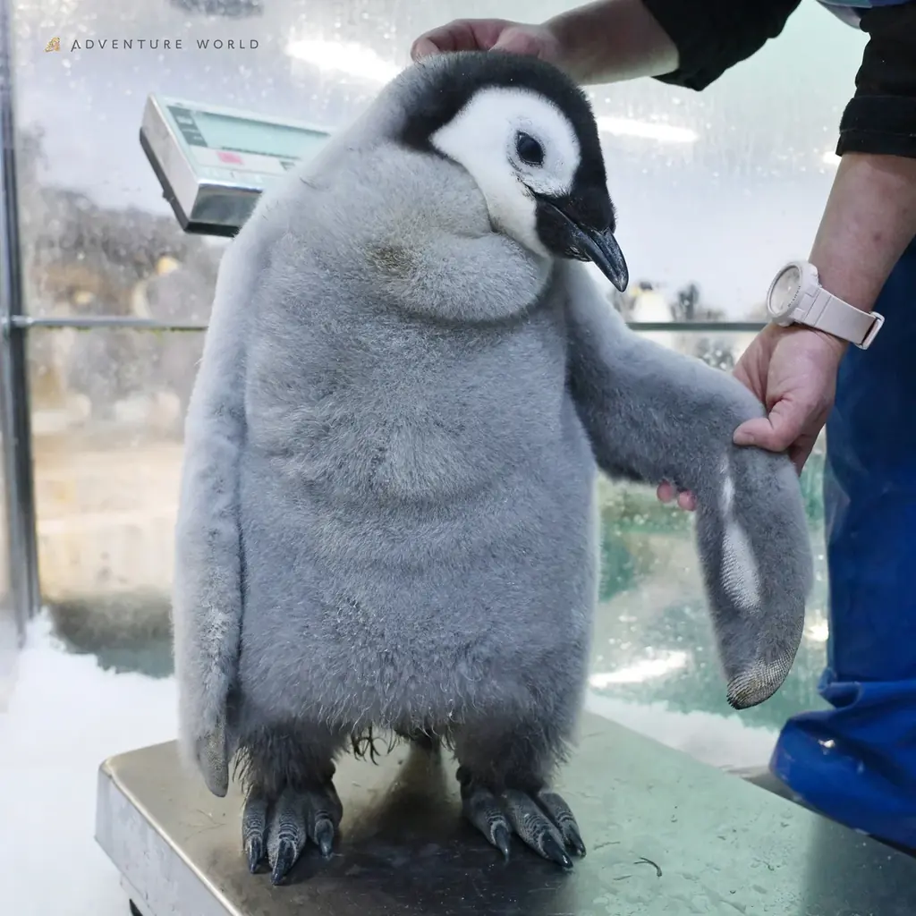 エンペラーペンギンの赤ちゃん誕生から１００日「さわって、しって、みまもる」特別イベントを開催はじめての運動場でのお散歩も！ 画像 6