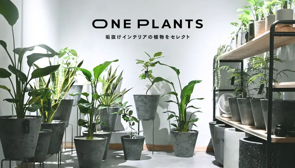 【無人の観葉植物ショップ ONE PLANTS】新年限定 福袋＆デジタル抽選会を1月1日より開催 画像 5