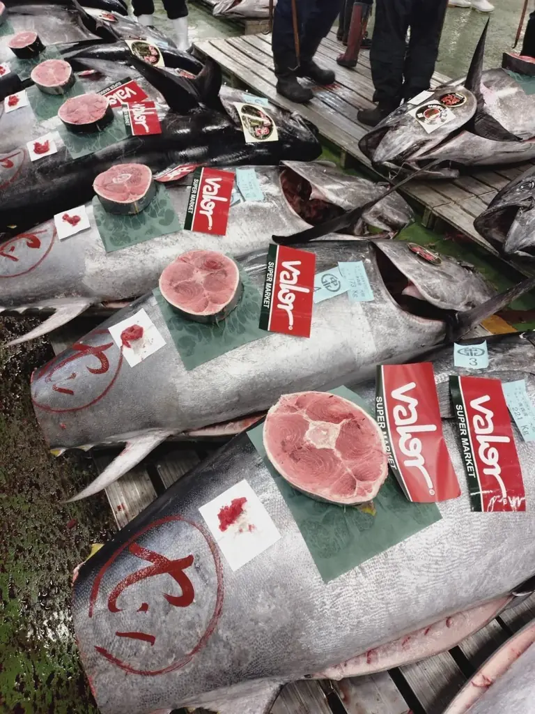 名古屋中央卸売市場の初競りにて（株）バローが青森県大間産の本マグロを６００万円で落札！ 画像 2