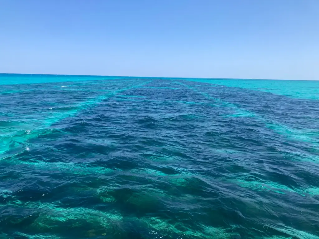 石垣島ブルーカーボンプロジェクトが25年度「Jブルークレジット®」認証を取得しました！ 画像 1