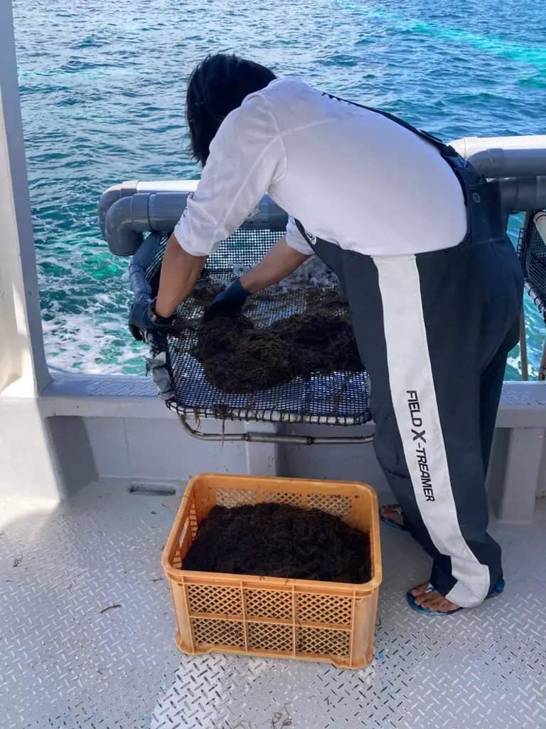 石垣島ブルーカーボンプロジェクトが25年度「Jブルークレジット®」認証を取得しました！ 画像 3