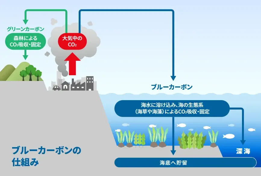 石垣島ブルーカーボンプロジェクトが25年度「Jブルークレジット®」認証を取得しました！ 画像 4