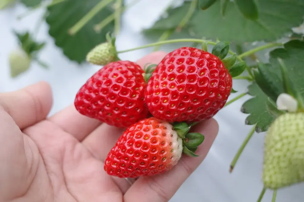 おふろcafe utataneにて、埼玉県産プレミアムいちご「あまりん」をたっぷり使用した洋食メニューやスイーツを期間限定で提供します 画像 7