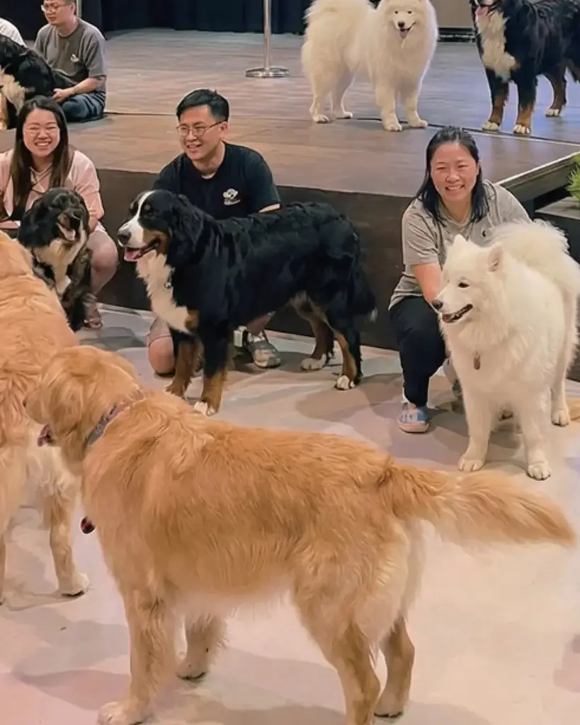 1月11日「わんわんわんの日」に開催！WHATAWONの大型犬向け室内オフ会【大阪・岸和田／参加費無料】 画像 8