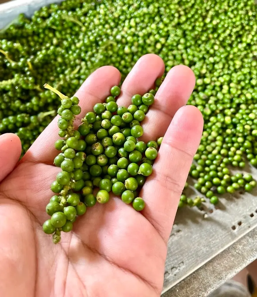 【大阪万博で1万個完売】代官山 蔦屋書店にカンボジア産「S.E.A.T.S Farm カンポットペッパー 生胡椒の塩漬け」が初上陸！ 1月6日より期間限定販売 画像 6