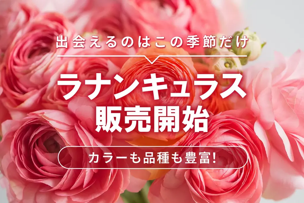 ラナンキュラス販売開始