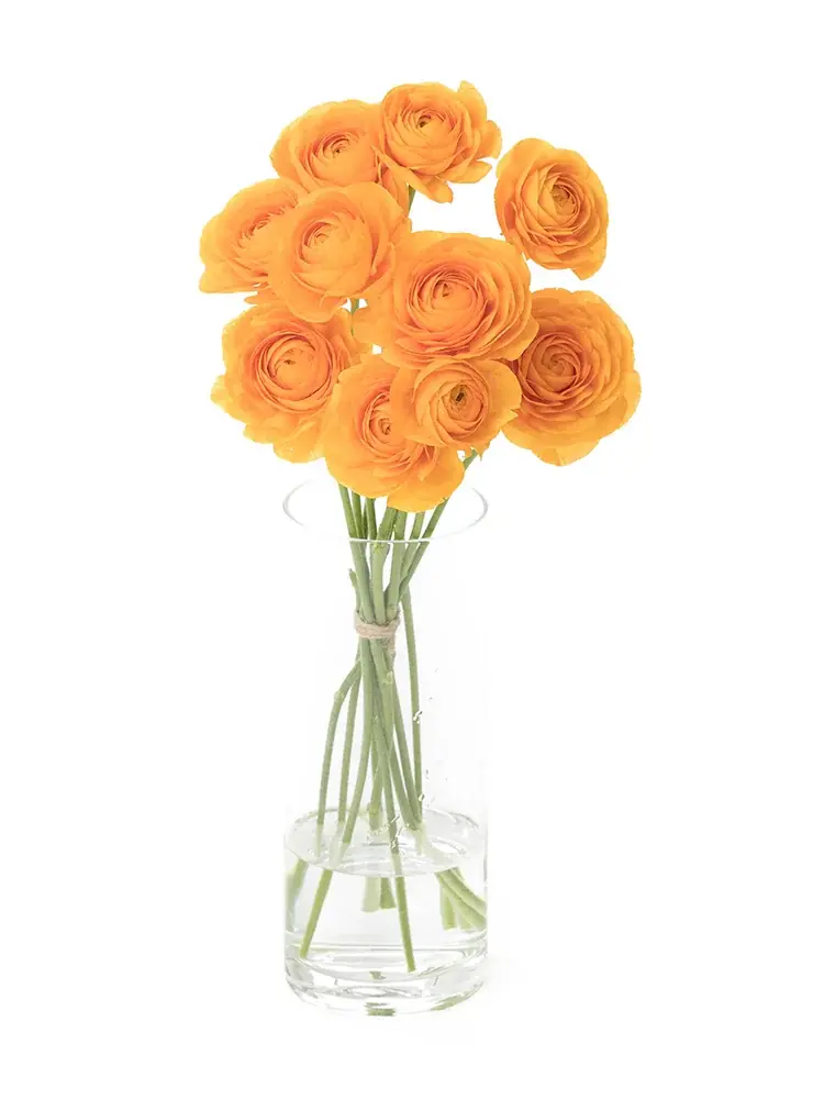 【ラナンキュラス販売開始！】ラックスシリーズを含む豊富な品揃え｜花の卸通販フラワースミスマーケット 画像 4