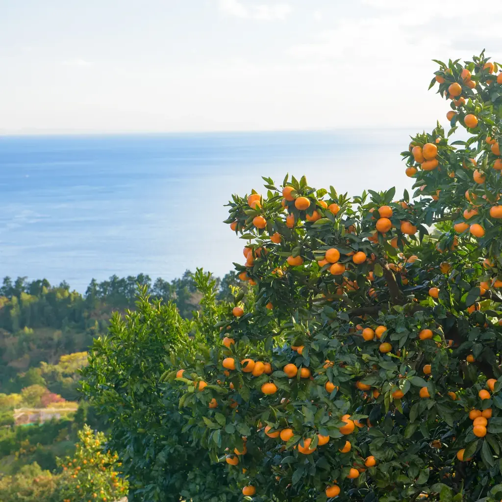 ちぼりスイーツファクトリー 湯河原本店より累計9,000杯販売した 『蛇口から湯河原みかんジュース』 が今年も登場！ 画像 2